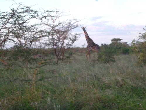 Taken from a motorbike, so it's a terrible photo - but look! A giraffe! 