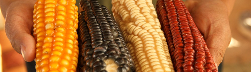 Colorful Corn in Chiapas