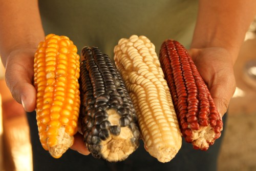 Colorful Corn in Zanacantán